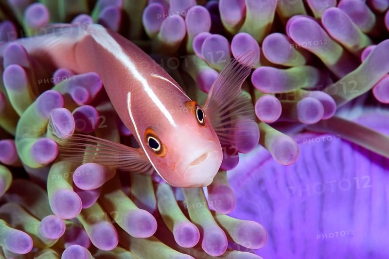 Pink anemonefish, (Amphiprion perideraion) in a Magnificent anemone, (Radianthus magnifica), Tulamben, Karangasem, Bali, Indonesia, Pacific