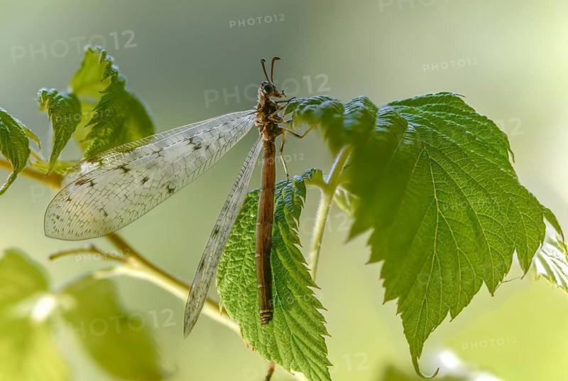 Antmaids, Euroleon nostras, spotted winged ant maid, Myrmeleontidae, Neuroptera, Suffolk antlion, insects, web-winged birds