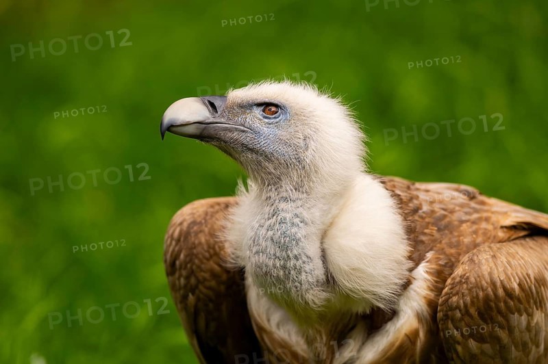 Griffon Vultures (Gyps fulvus), portrait, bavaria, Germany