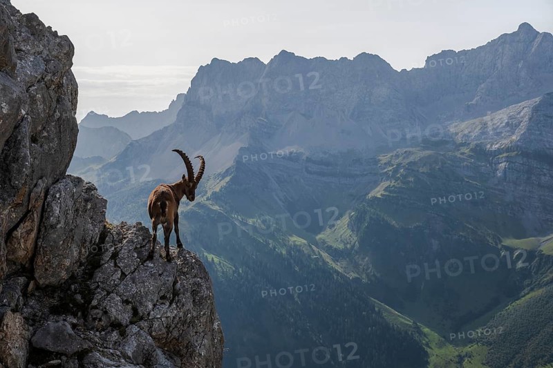 Animals, Mammals, An Alpine ibex stands on a sheer cliff face against a backdrop of mountain peaks (Capra ibex)