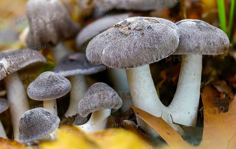 Dark-Scaled Knight, Peppery Scaled Knight, Black-Scaled Earth Knight, Black-Scaled Knight, Tricholoma Atrosquamosum, Tricholoma Murinaceum, Tricholoma Nigromarginatum, Fungi, Fungi, Fungi