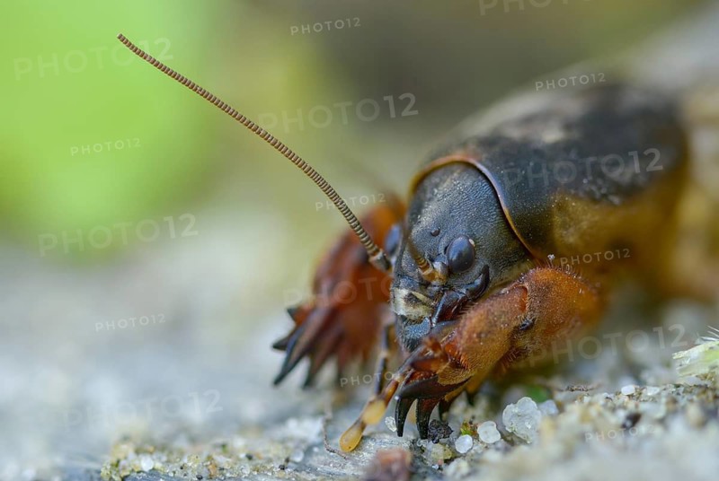 European mole crickets, grasshoppers, gryllotalpa gryllotalpa, half-devils, mole crickets, werre, dwarf, ensifera, grasshoppers, insects, insects, long-feeler scare