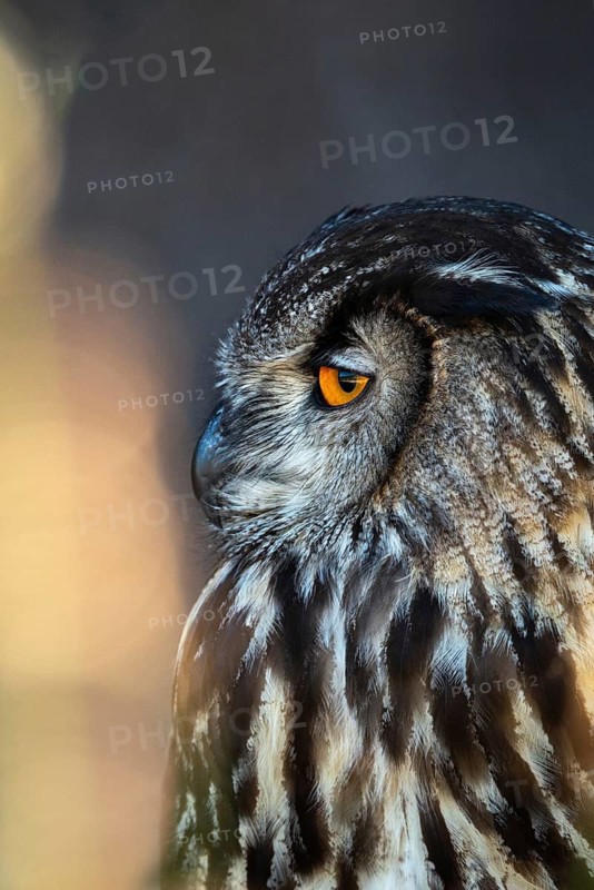 Bubo Bubo, Eagle Owl, Eagle Owl, Birds, Owls, High Size, Portrait Format, Owls, Strigiformes, Birds