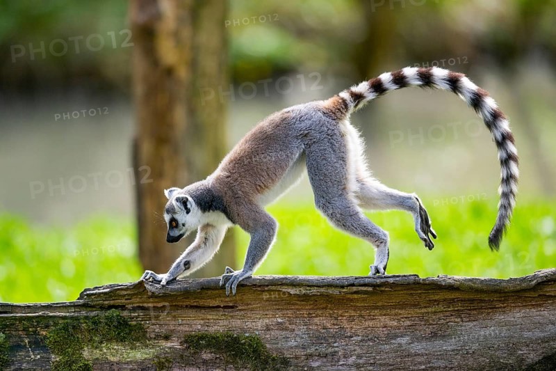 Ring-tailed lemur (Lemur catta) walking on an old tree trunk, captive, Germany
