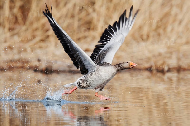 Greylag goose (Anser anser), taking off, North Rhine-Westphalia, Germany