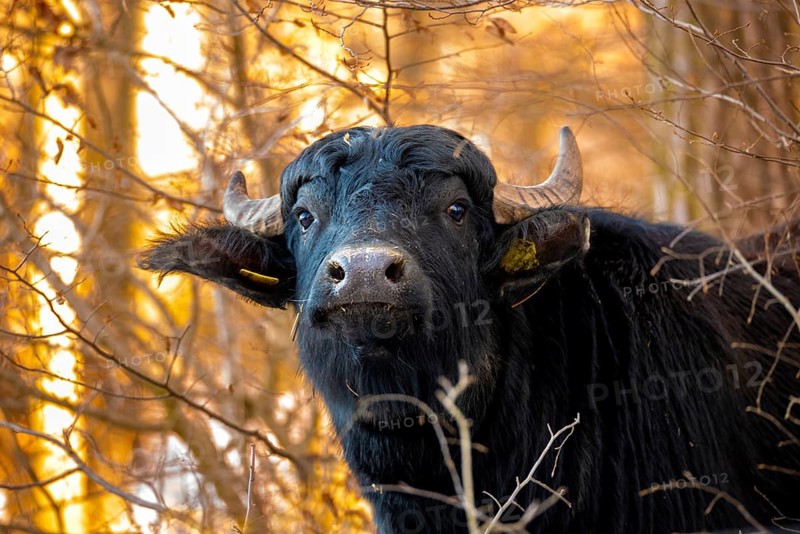 Artiodactyla, Bubalus Arnee, even-toed ungulate, cloven-hoofed, water buffalo, water buffalo, grazing, domesticated animals, extensive grazing, pet, mammals, snow, mammals, winter, y12