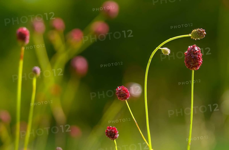 Large meadow button, rosaceae, rose family, sanguisorba officinalis, meadow button, flora, great burnet, plants