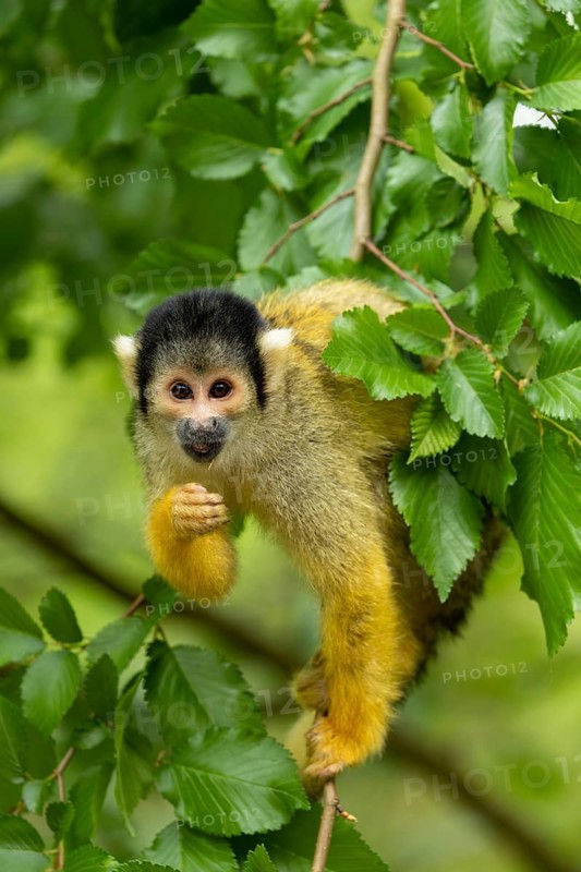 A squirrel monkey sits on a branch, surrounded by green leaves in a natural setting, squirrel monkey or black-capped squirrel monkey (Saimiri boliviensis), juvenile, in captivity, Apenheul, Netherlands