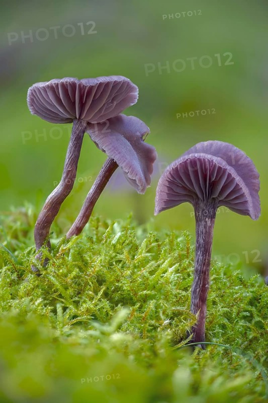 Amethyst deceiver, blue lacquer funnel, heather truffle relatives, hydnangiaceae, laccaria amethystea, purple lacquer funnel, purple lacquer funnel, fungi, fungus, high size, portrait format, mushrooms