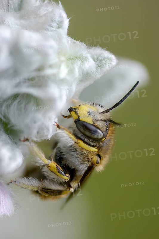 Anthidium manicatum, apidae, bees, European wool carder bee, garden woolbee, large woolbee, hymenoptera, megachilidae, woolbee, high size, portrait format, insects, wild bees