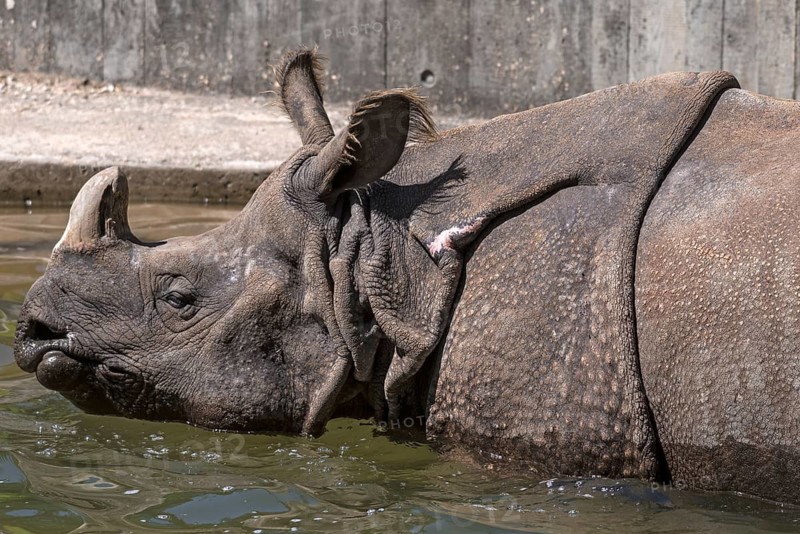 Indian rhinoceros (Rhinoceros unicornis) in the water, Nuremberg Zoo, Middle Franconia, Bavaria, Germany