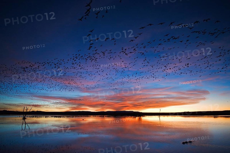 Snow geese and dwarf snow geese in front of sunrise. Bosque del Apache, New Mexico, USA. Snow Geese and Ross' Geese in front of sunrise. Bosque del Apache, New Mexico, United States of America