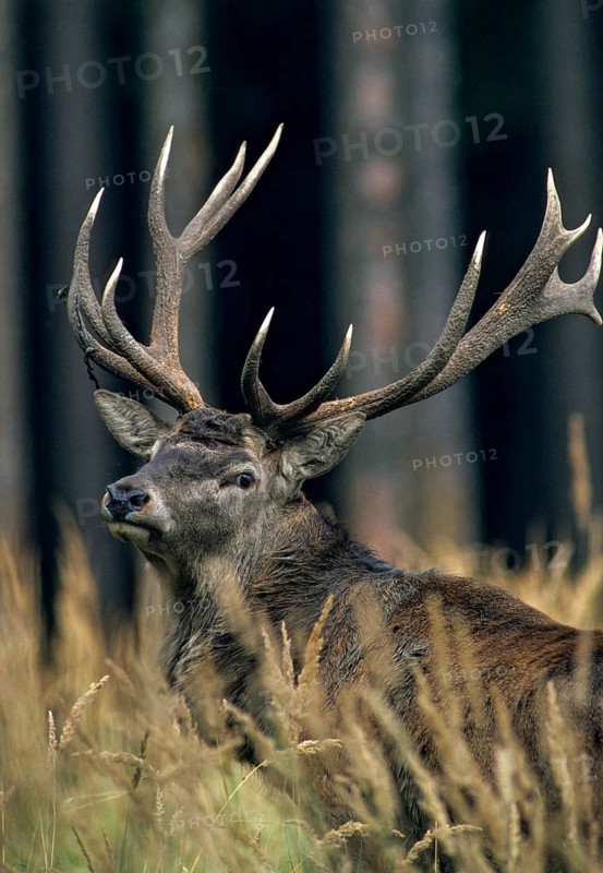 Artiodactyla, Cervus Elaphus, even-toed ungulate, cloven-hoofed, red deer, deer, deer, high size, deer, portrait format, leo, mammals, mammals, mammals