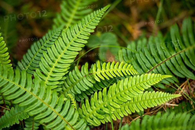 Blechnum spicant, European rib fern, common rib fern, struthiopteris spicant, deer fern, flora, hard-fern, plants, plants