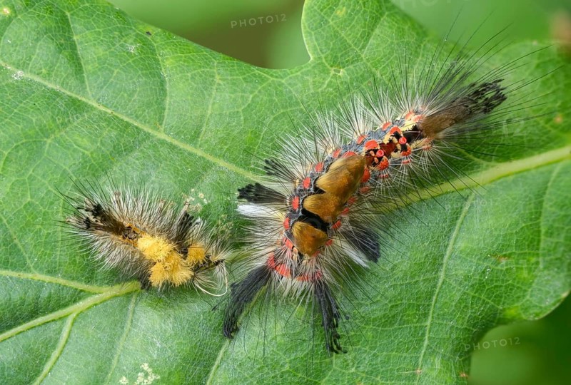 Brush spinner, owl moth, small brush spinner, Lymantriinae, noctuidae, orgyia antiqua, sloe spinner, carrier spinner, butterfly, skin, molting, inchworm, insects, moths, moths, moths, moth, caterpillar, rusty tussock moth, butterfly, vapourer