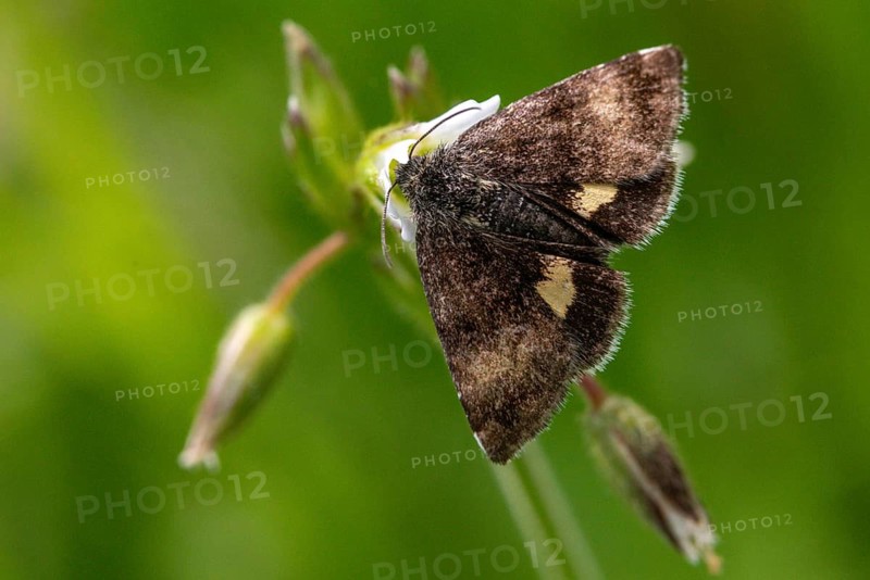 Owl moth, hornwort sunowl, hornwort mulch, noctuidae, panemeria tenebrata, butterfly, insects, moths, moths, moths, butterfly, small yellow underwing