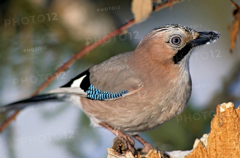 Eurasian Jay, garrulus glandarius, jay, birds, corvidae family of birds, leo, passeri, corvids, songbirds, birds, winter