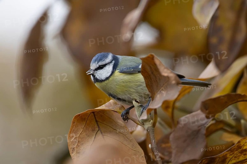 Blue tit (Cyanistes caeruleus) adult garden bird in a magnolia tree with autumn colour leaves, England, United Kingdom