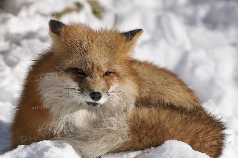 Red fox lying dormant in snow, Sauerland North Rhine-Westphalia, January 2009