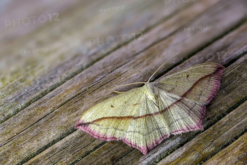 Ampferspanner, Calothysanis Amata, Liebling, Rotrandspanner, Timandra Comae, Blood-Vein, Insects, Moths, Moths, Butterflies
