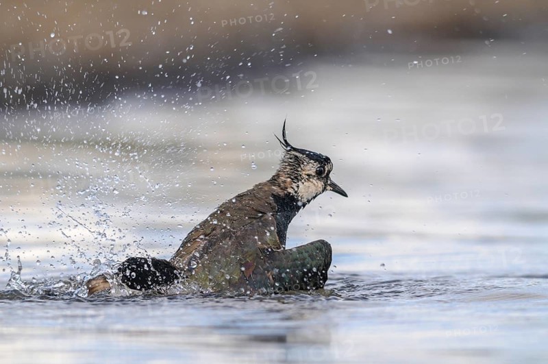 Lapwing, Vanellus Vanellus, Bath, Bathe, Birds, Charadriiformes, Limikolen, Plover, Potion, Birds, Wader, Watering Place, Waders