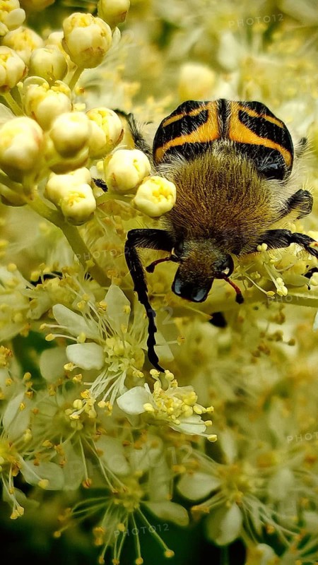 Bee beetle (Trichius fasciatus) on white flowers in a detailed close-up, summer, Frankenwald nature park Park, Upper Franconia