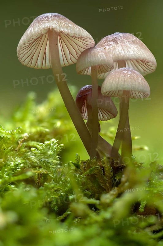 Yellow-edged helmet, yellowing helmet, grey-yellow helmet, ivory bonnet, Mycena flavescens, olive yellow helmet, fungi, fungus, high size, portrait format, mushrooms