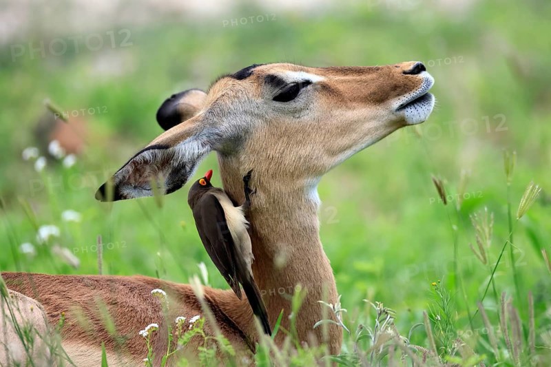 Red-billed Oxpecker (Buphagus erythrorhynchus), adult, symbiosis, on a host animal, on a Black-heeled Antelope (Aepyceros melampus), Kruger National Park, South Africa