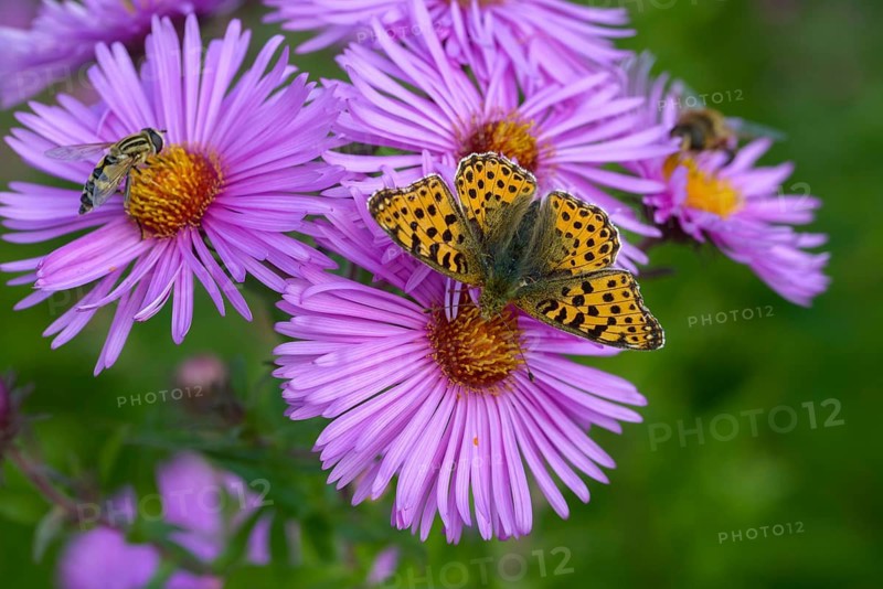 Argynnis Lathonia, Issoria Lathonia, little mother-of-pearl butterfly, queen of Spain fritillary, butterfly, insects, butterflies, butterflies, butterflies
