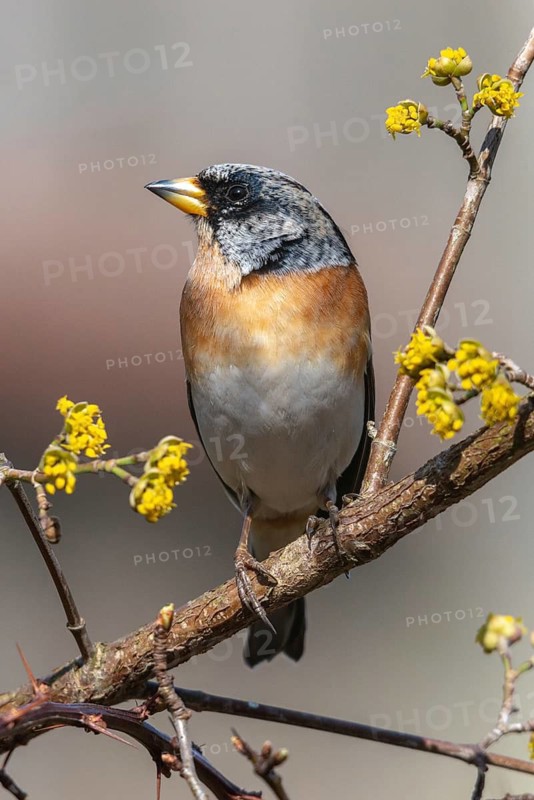 Mountain finch, brambling, fringilla montifringilla, birds, high size, portrait format, passeri, songbirds, birds