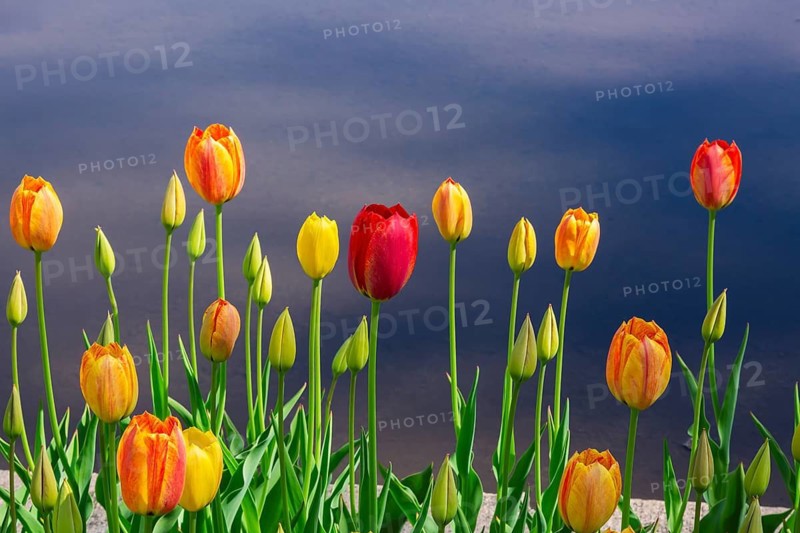 Close-up of yellow, red and orange single cup shaped Tulipa - Tulip flowers in front of puddle of water in spring, Quebec, Canada