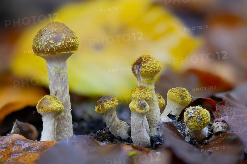Armillaria mellea, Armillariella cerasi, Armillariella mellea, Armillariella nigritula, golden yellow honey mash, honey fungus, honey yellow honey mash, stuppling, fungi, fungi, mushrooms