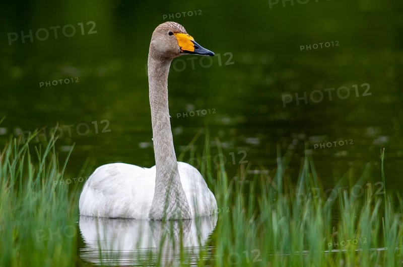Cygnus Cygnus, Sweden, Singing Swan, Whooper Swan, Anatidae, Birds, Duckbirds, Swan, Swans, Sweden, Birds, Waterbirds, Waterbirds