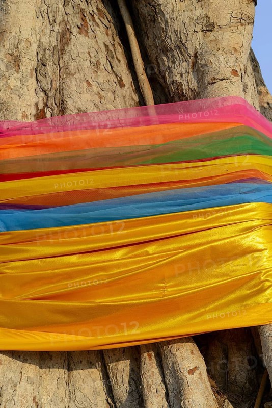 Sacred cloths wrapped around the root system of a strangler fig (Ficus religiosa), Ayutthaya, Thailand