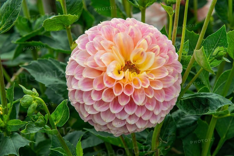 Flowering Dahlias (Dahlia), variety Coorabell Moonglow in the Dahlia Farm in Löderup, Ystad municipality, Skåne County, Sweden, Scandinavia