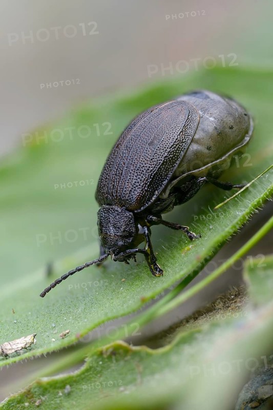 Leaf beetle, chrysomelidae, galeruca tanaceti, tansy leaf beetle, beetle, coleoptera, high size, portrait format, insects, beetles
