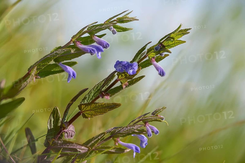 Common skullca, hooded skullcap, cap skullcap, marsh skullcap, scutellaria galericulata, swamp skullcap, flora, plants