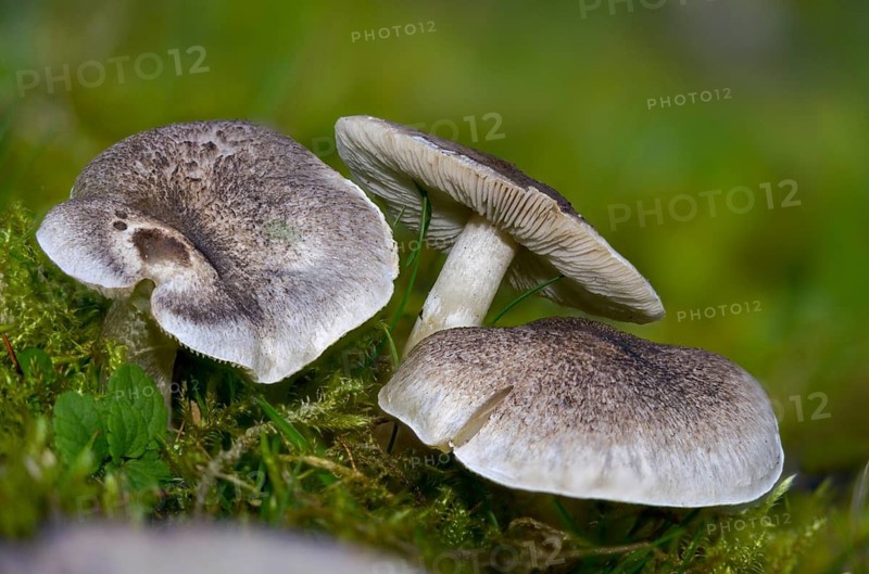 Yellowing terling, narrow-spored yellowing earterling, silver-gray earterling, tricholoma argyraceum sensu, tricholoma scalpturatum, fungi, fungi