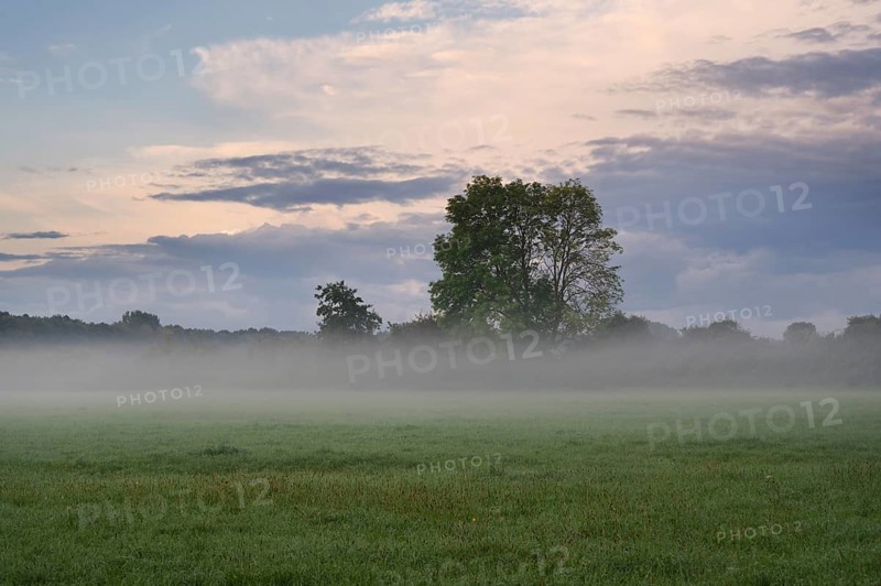 Meadow landscape with European ash (Fraxinus excelsior) and morning mist, North Rhine-Westphalia, Germany