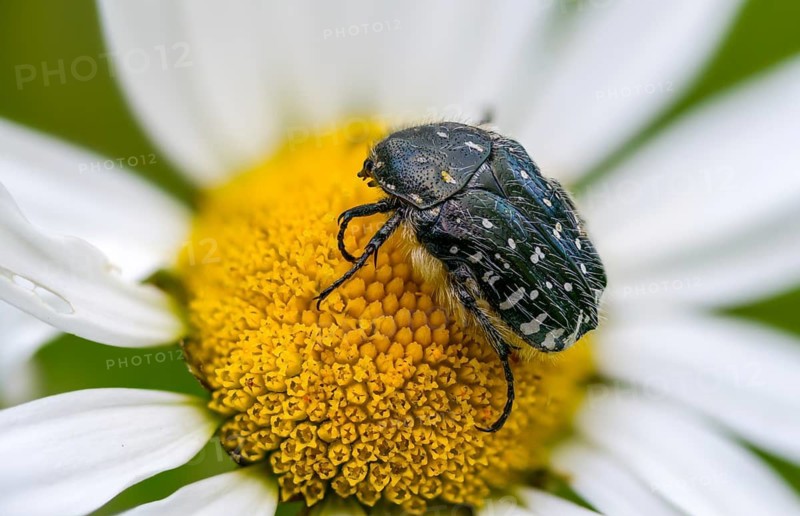 Bronze-green rose beetle, marbled rose chafer, marbled golden beetle, marbled rose beetle, protäa lugubris, rose beetle, beetle, insects, beetles