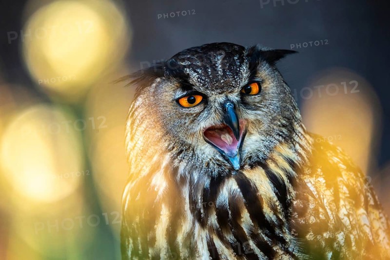 Bubo Bubo, Eagle Owl, Eagle Owl, Birds, Owls, Strigiformes, Birds
