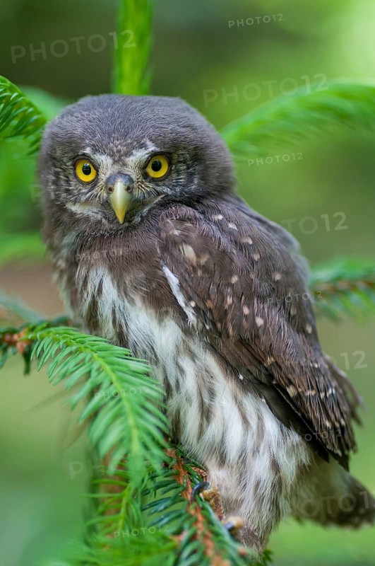 Glaucidium passerinum, pygmy owl, passerine owl, birds, owls, adolescent, high size, portrait, juvenile, owls, strigiforms, birds