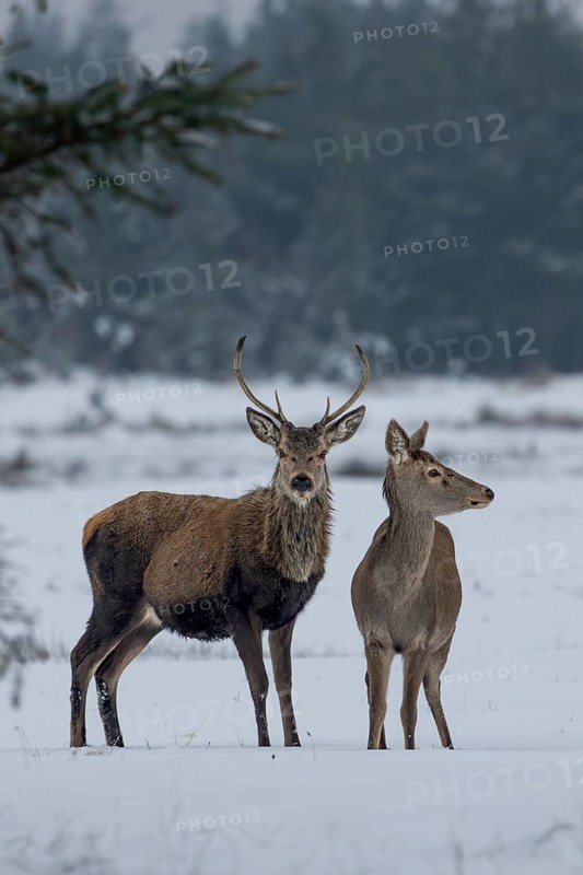 Red deer (Cervus elaphus) and red deer in a meadow in a snow-covered winter landscape, winter, cold, snow, January, Denmark