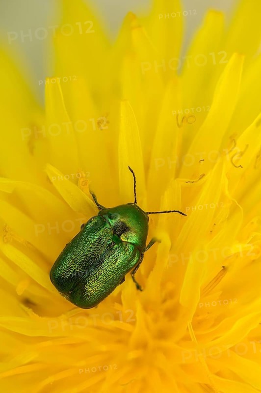 Leaf beetle, chrysomelidae, cryptocephalinae, cryptocephalus aureolus, golden-greenblue pot beetle, shiny golden drop beetle, emerald drop beetle, beetle, coleoptera, high size, portrait format, insects, beetles