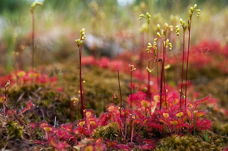 Brosswort, Bullwort, Drosera Rotundifolia, Droseraceae, Lord Spoon, Sky Spoon, Sky Dew, Round Leaf Sundew, Sundew, Spoelkrut, Common Sundew, Flora, Plants, Plants, Round-Leaved Sundew, Roundleaf Sundew, Sundew