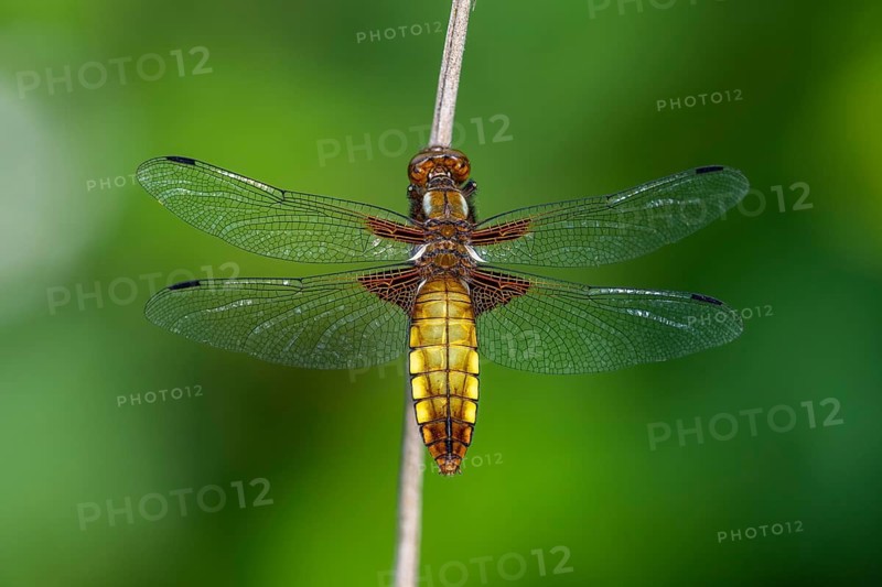 Common Skimmer (Libellula depressa), dragonfly, Wildeshausen, Lower Saxony, Germany