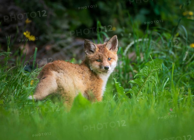 Red fox (Vulpes vulpes), young, Zurich, Switzerland