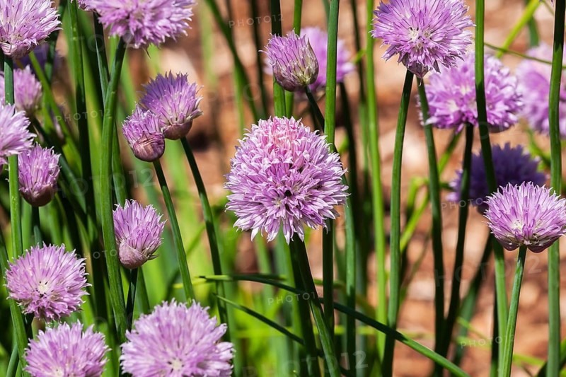 Close-up of deep purplish pink Allium schoenoprasum - Chives flowers in full bloom in spring, Quebec, Canada