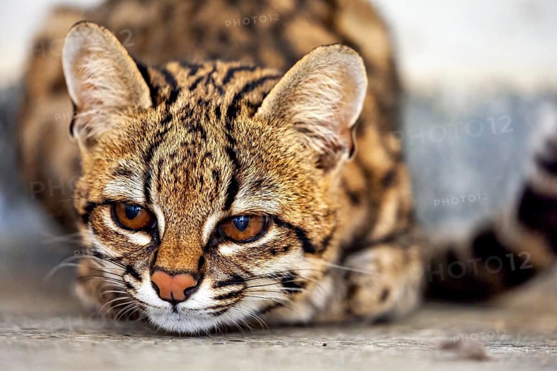 A cat is lying on the ground, gazing calmly ahead, a tiger cat in an enclosure in Petrolina, Brazil (Leopardus tigrinus)