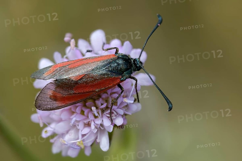 Beaver ram, blood droplet burnet, thyme ram, zygaena minos, blood droplets, butterfly, insects, moths, moths, moths, moths, butterfly, ram